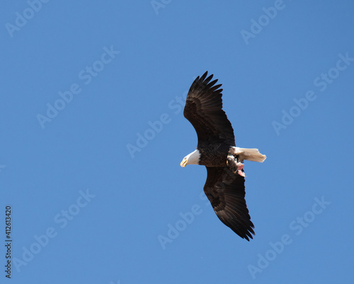 Bald eagle with fish and bald eagle on branch