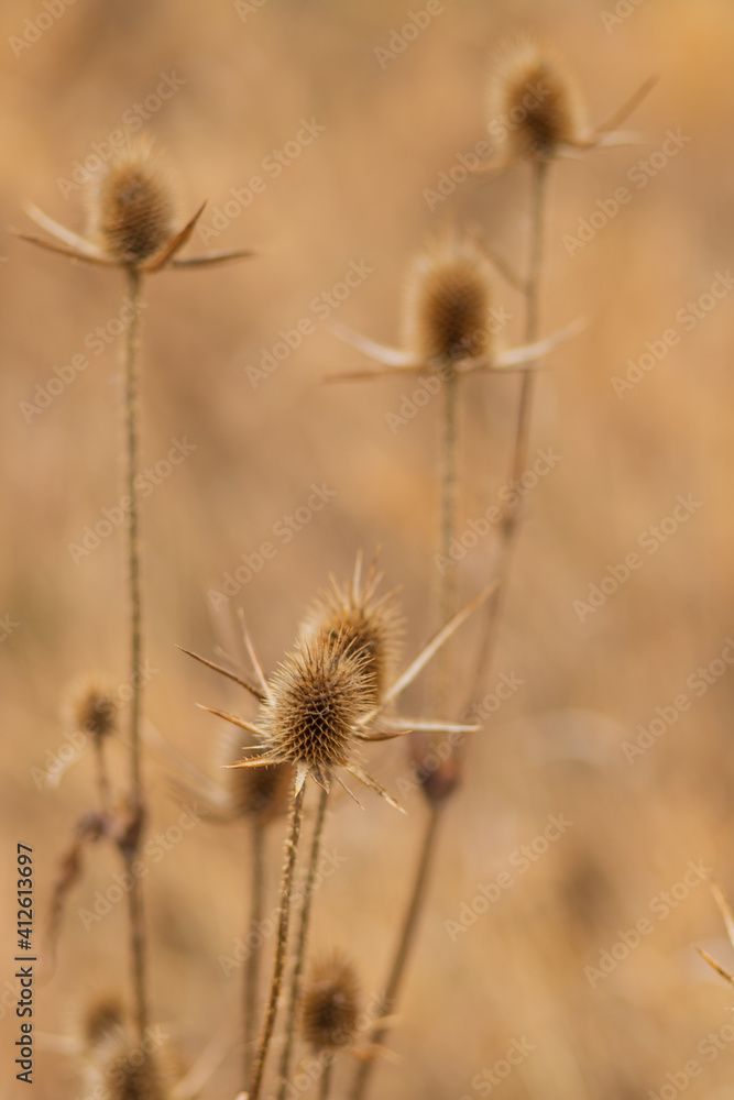 Fototapeta premium Dry thistle. Dry thistle in a field in the autumn season in a meadow 