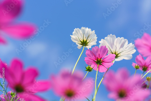 Cosmos colorful flower in the beautiful garden