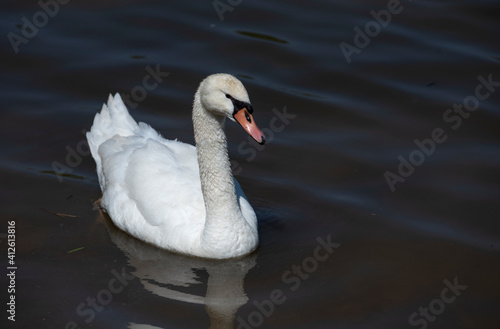 lonely swan in the water