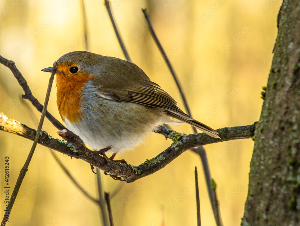 Obraz premium robin on a branch