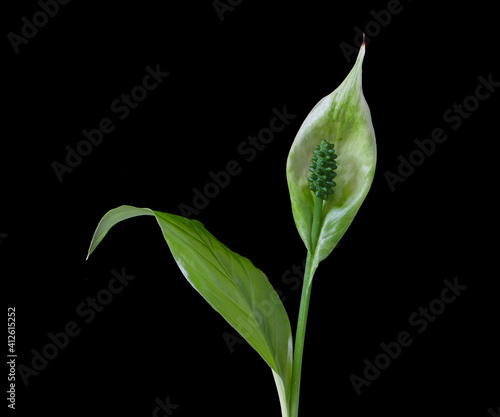 Wallpaper Mural  spathiphyllum flower isolated on black background Torontodigital.ca