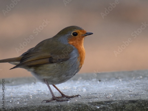 Red Robin on a step in the park