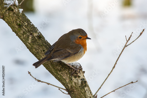 robin in snow © garry