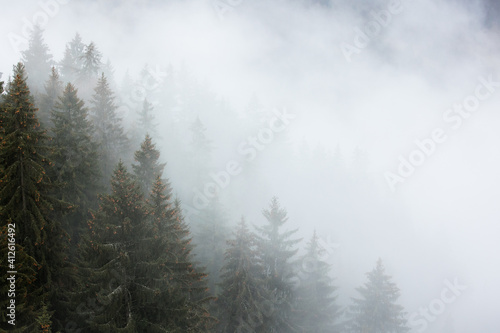 fog in the forest