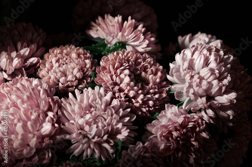 Botanical floral dark moody banner or background with pink asters flowers bouquet, closeup, copy space, greenhouse and indoor garden concept, dark moody blooming design