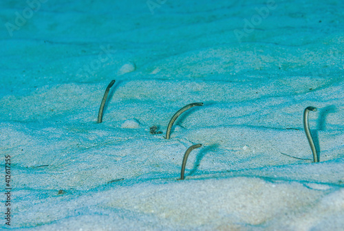 Small grouping of garden eels feeding above the sand