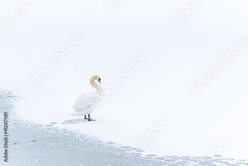 Beautiful swan standing on frozen lake