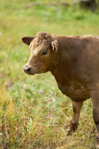 Zur Landschaftspflege eingesetzte Kühe im Naturschutzgebiet Zuwachs-Külzauer Forst an der Elbe bei Magdeburg