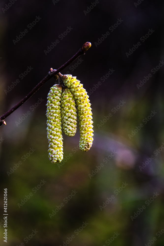 Naklejka premium Spring Catkins