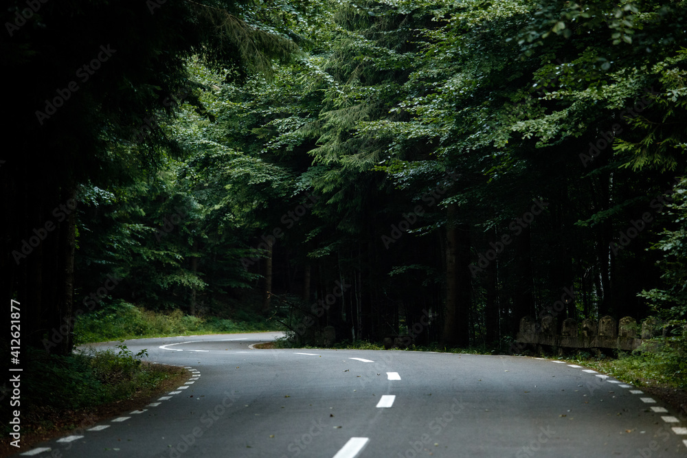 Obraz premium road in the forest