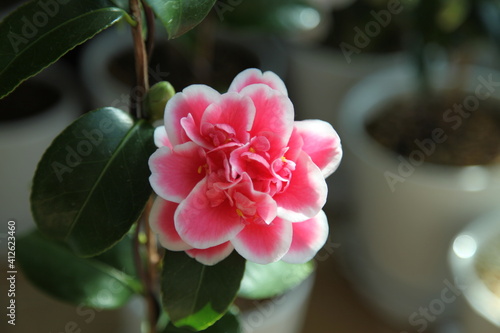 pink camellia 'tama bambino'