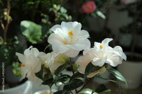 camellia japonica 'hagoromo' © Jinsil