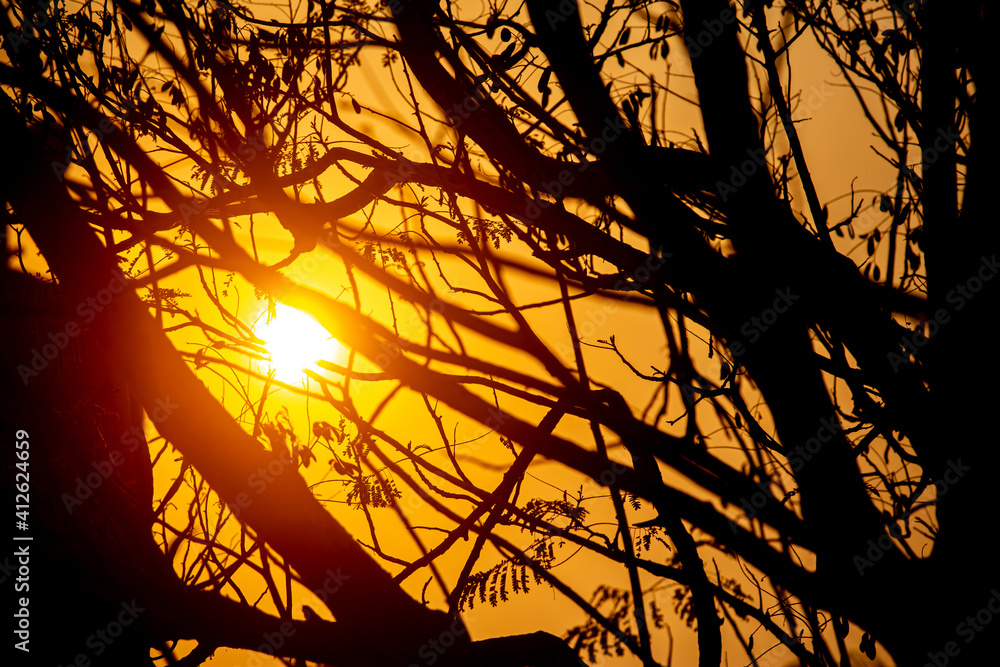 Scenes of the golden sunlight radiating in the afternoon through the gaps in the branches of many trees. Scenes of the golden sunlight radiating in the afternoon through the gaps in the branches of many trees.