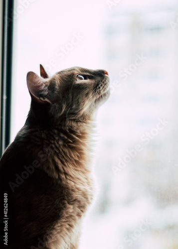 Canvas Print cute cat sitting by the window and looking up