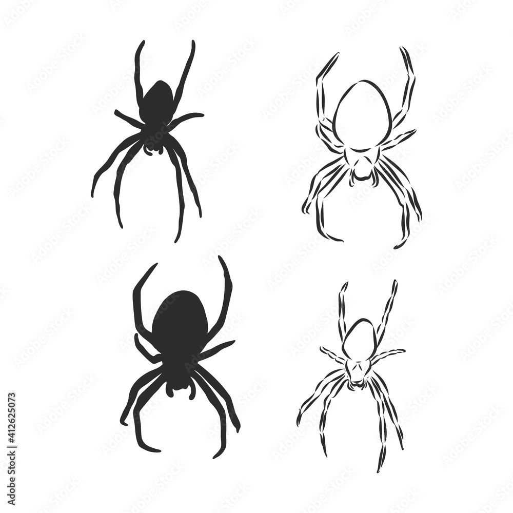 Hand Drawn Spider Illustration - Vector Design Element For Halloween And Other Compositions. spider, vector sketch illustration