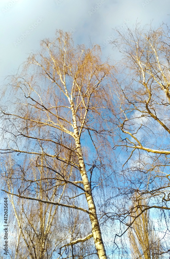 Birches against blue sky with clouds in cold weather Birches against blue sky with clouds in cold weather