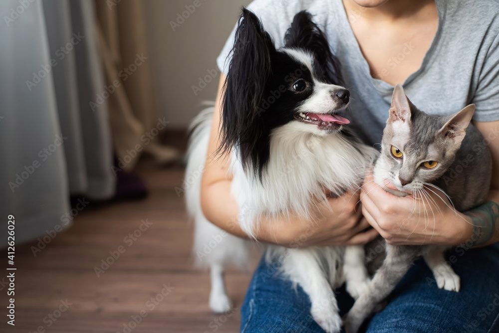 A woman holds in her hands a brush sphinx cat and a papillon dog A woman holds in her hands a brush sphinx cat and a papillon dog