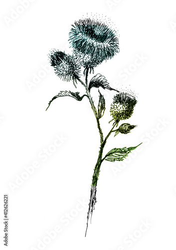 Burdock branch hand drawn. Medical plant.Greater burdock.Honey herb  Agrimony Wild plant thistle  bloodthirsty. Inflorescence  flowers.burdock or arctium.Watercolor colorful spot  place for text. Logo