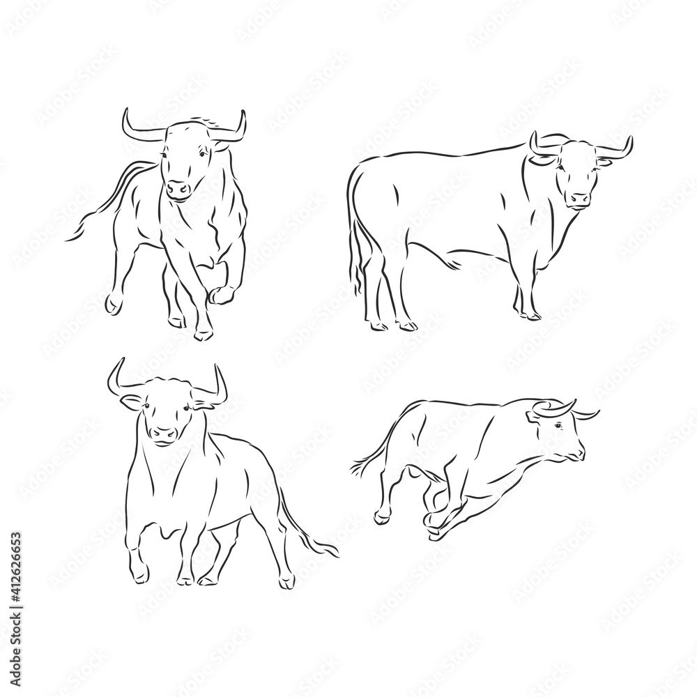 bulls vector, hand draw sketch. bull, vector sketch illustration