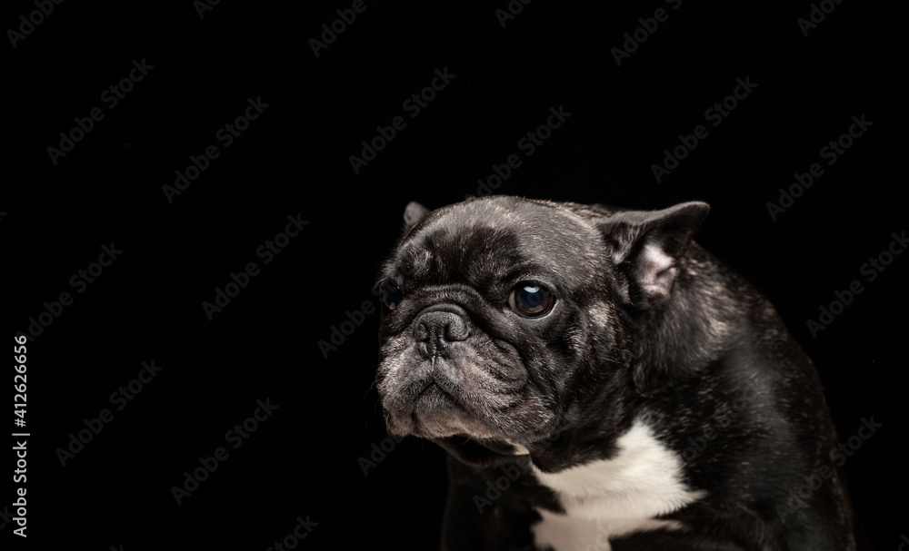image of dog dark background