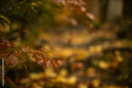 Autumn Bokeh