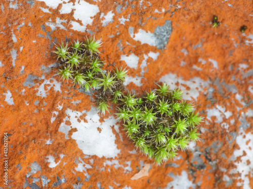 Rock bristle-moss, and orange alga called Trentepohlia aurea, growing on rock surface in Finland photo