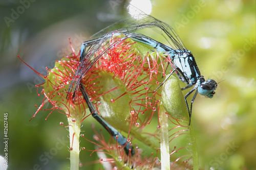 Round-leaved sundew, a carnivorous plant, and variable damselfly as its prey photo