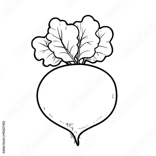 Red beetroot linear drawing on white background