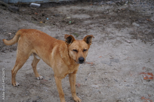 dog on the beach