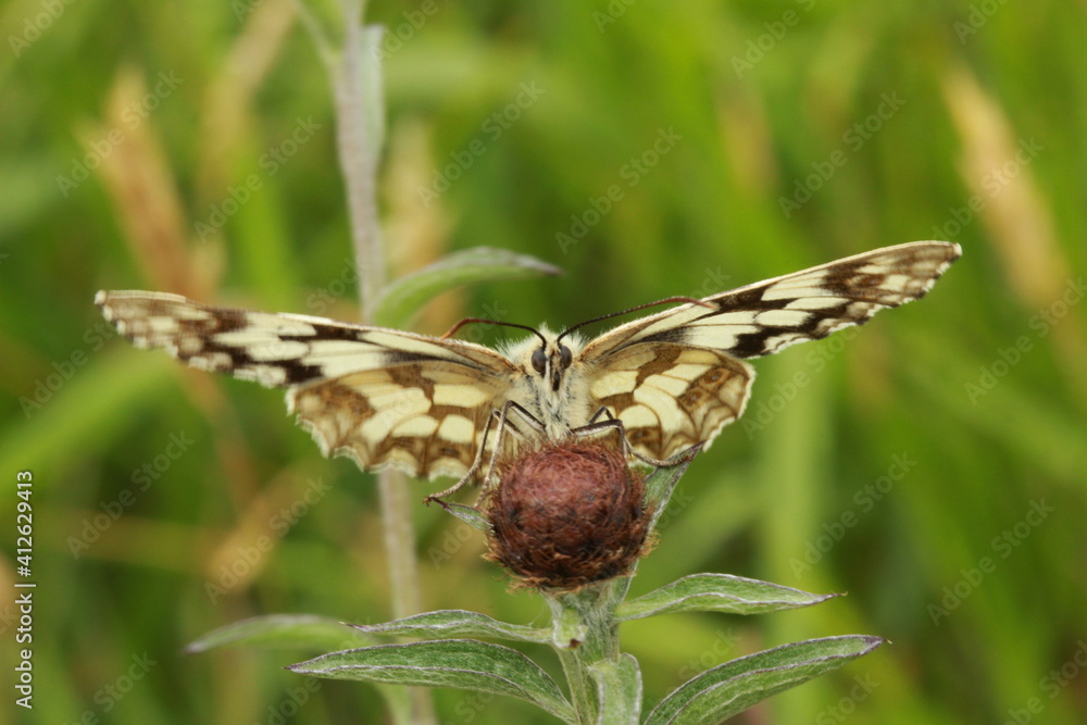 Papillon demi deuil des prairies, Mélanargia galathéa, Papillon demi deuil des prairies, Mélanargia galathéa,