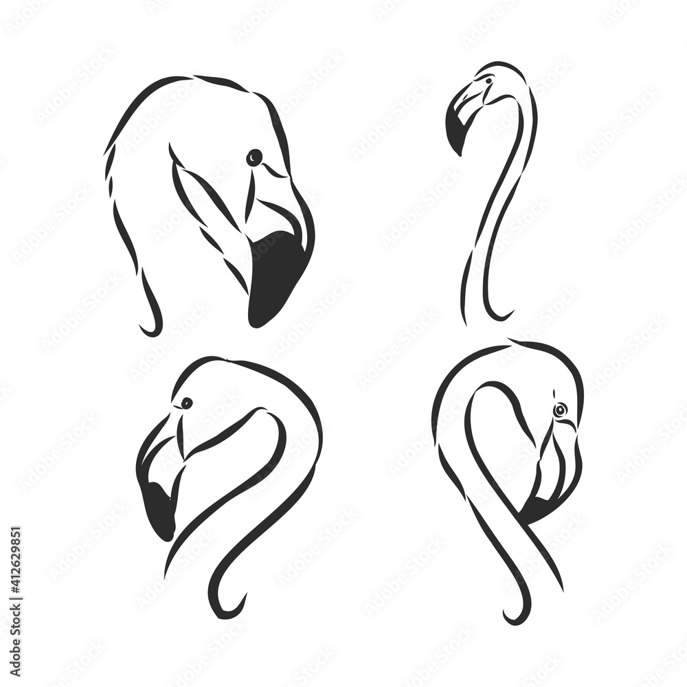 flamingo hand drawn vector llustration realistic sketch. flamingo, vector sketch illustration flamingo hand drawn vector llustration realistic sketch. flamingo, vector sketch illustration