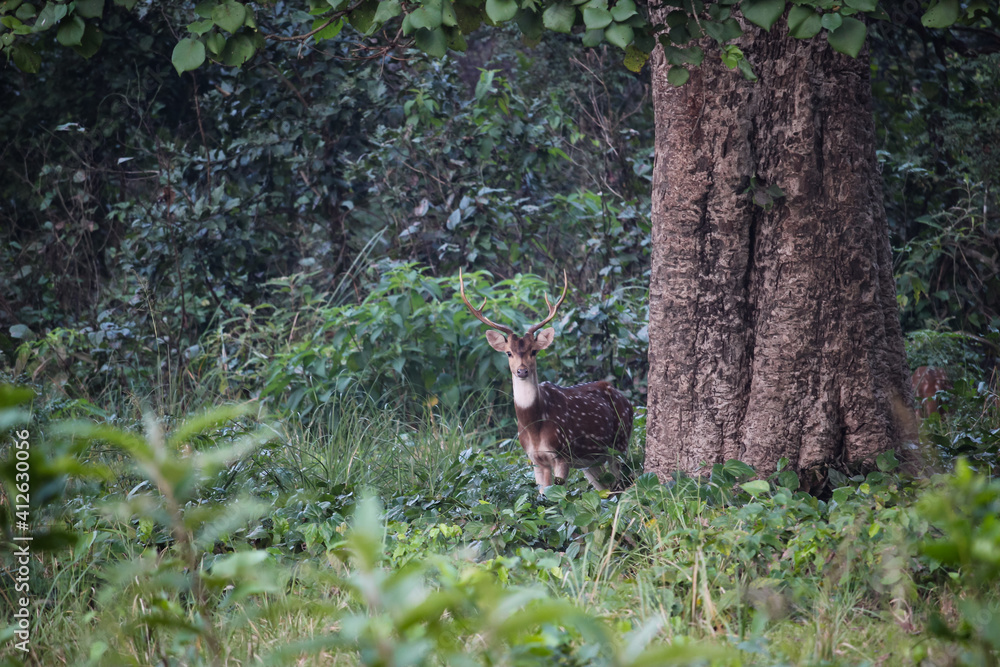Fototapeta premium young spotted deer in Bardiya National Park in Nepal, looking at the camera