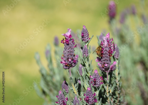Bee on lavender flowers