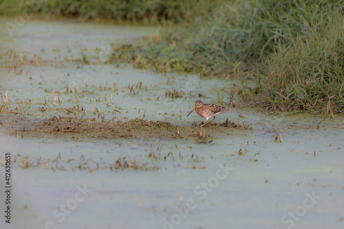 Pin-tailed Snipe-at Marshland of Baruipur, South 24 Parganas, West Bengal, India photo