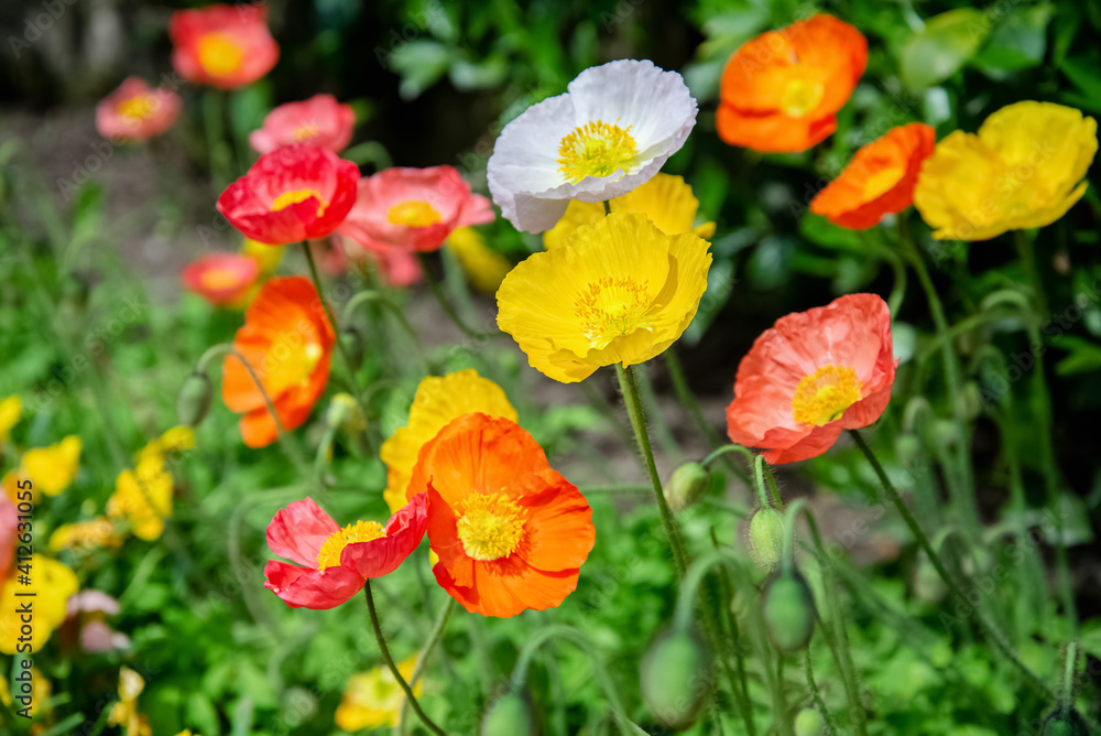 Colorful red and yellow poppies flowers bloom in summer garden
