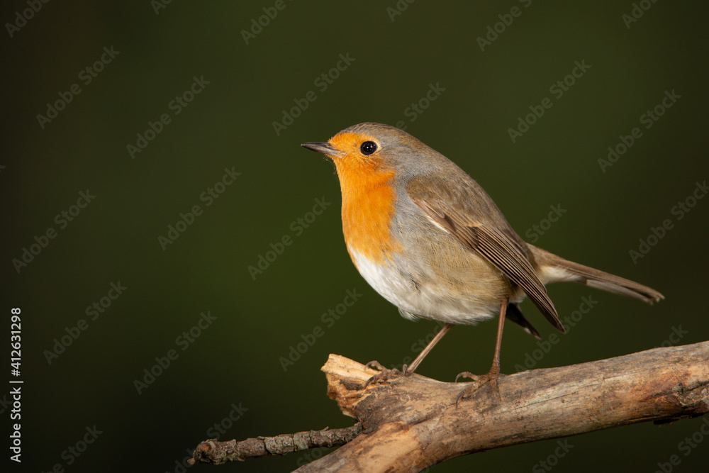 Petirrojo europeo posado en una rama (Erithacus rubecula) Petirrojo europeo posado en una rama (Erithacus rubecula)