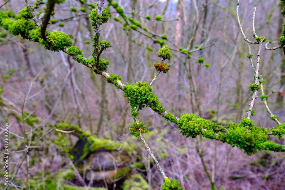 Moosbedeckter Zweig im Wald - Nahaufnahmen Moosbedeckter Zweig im Wald - Nahaufnahmen