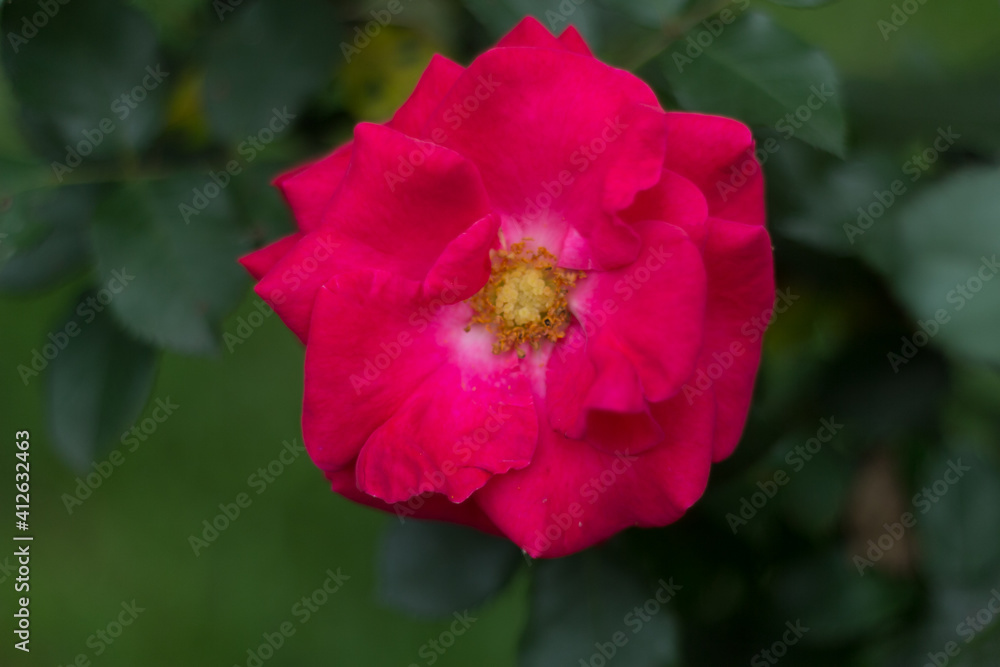 Obraz premium red hibiscus flower