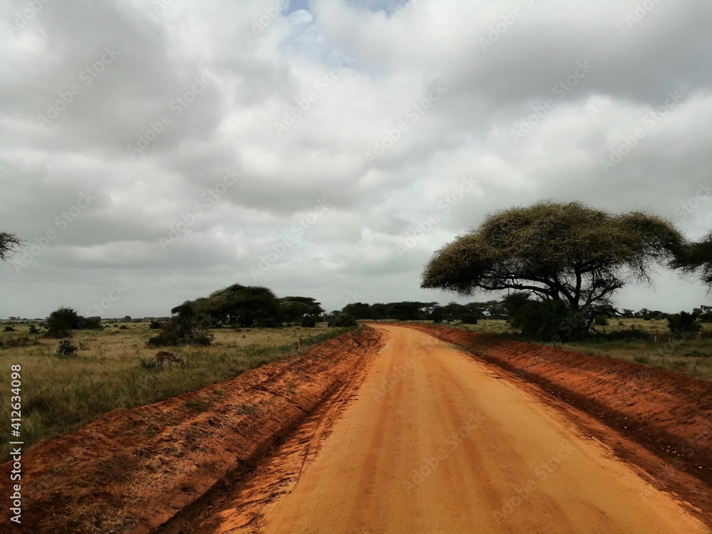 road in a national park in Africa. road of orange sand or clay in a green field next to a sprawling tree
