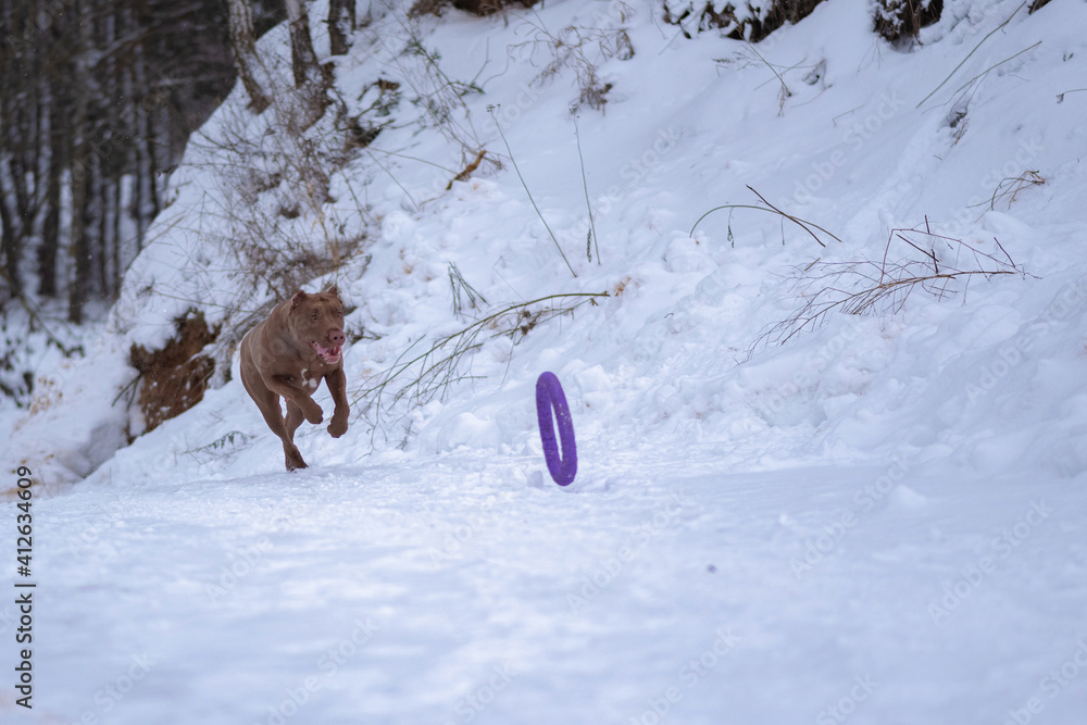 Fast pedigree American Pit Bull Terrier runs after a puller in the snow.