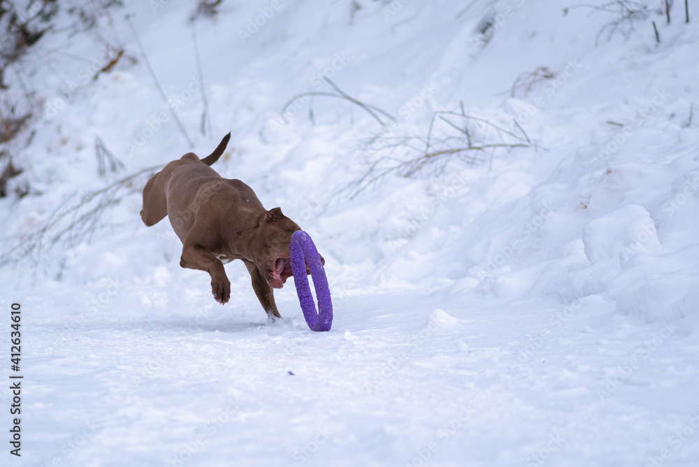 Fast pedigree American Pit Bull Terrier runs after a puller in the snow. Fast pedigree American Pit Bull Terrier runs after a puller in the snow.
