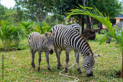 baby zebra and zebra eating grass in front of other zebras