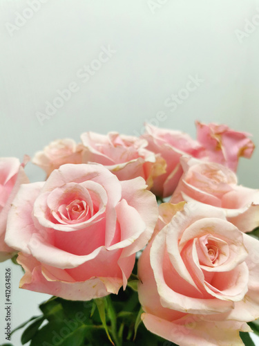 Pink rose bud close up. Bouquet on a white background