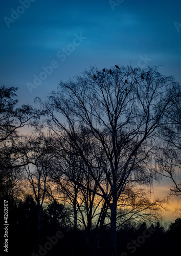 silhouette of tree at sunset with birds