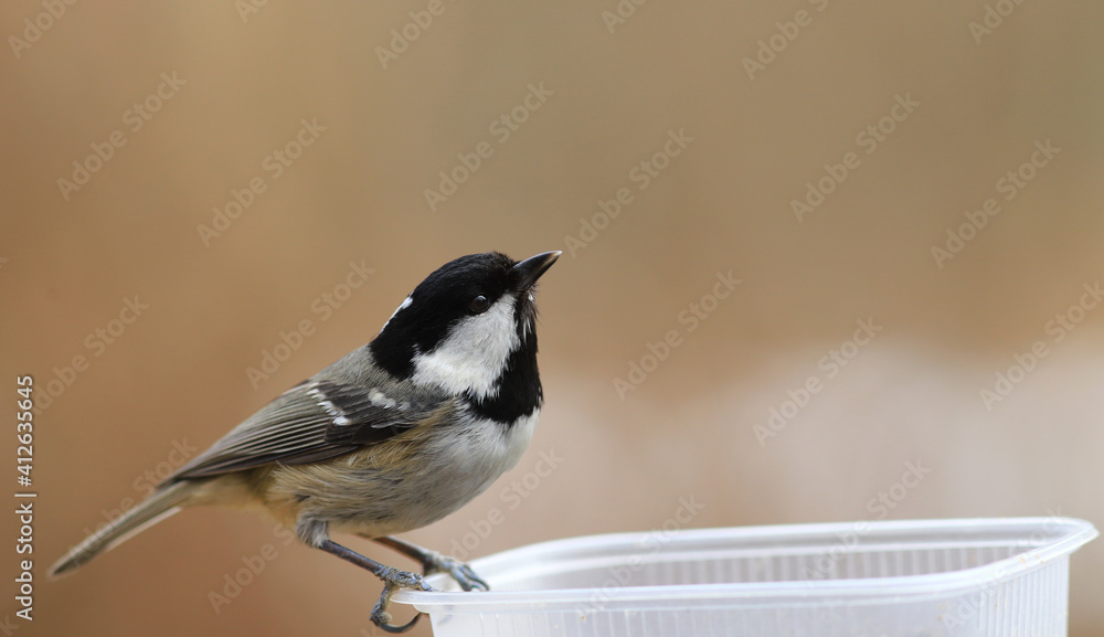 Obraz premium A small Coal Tit sits sideways to the lens on a blurry brown background and looks up...