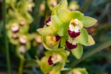 rare orchid phalaenopsis close-up in a greenhouse, blurred background, selective focus, breeding of rare species of orchids