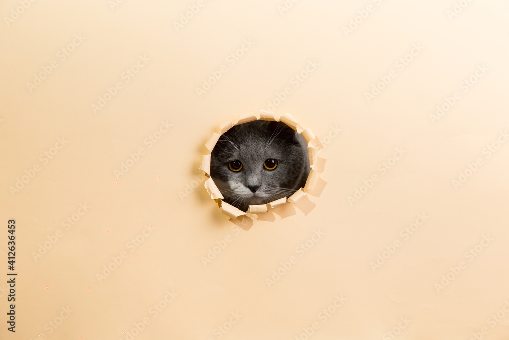 A gray cat peeks out of a hole in the paper, template, blank for the design on a yellow background. Copy space. A gray cat peeks out of a hole in the paper, template, blank for the design on a yellow background. Copy space.