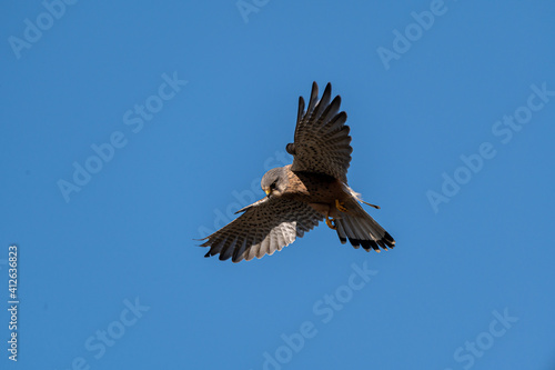 Male kestrel bird of prey, Falco tinnunculus, hovering hunting for prey
