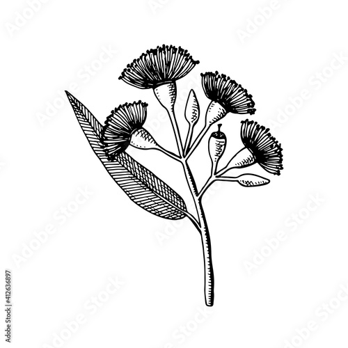 Eucalyptus branches with Flower and leaves. Hand drawn vector illustration in sketch style.